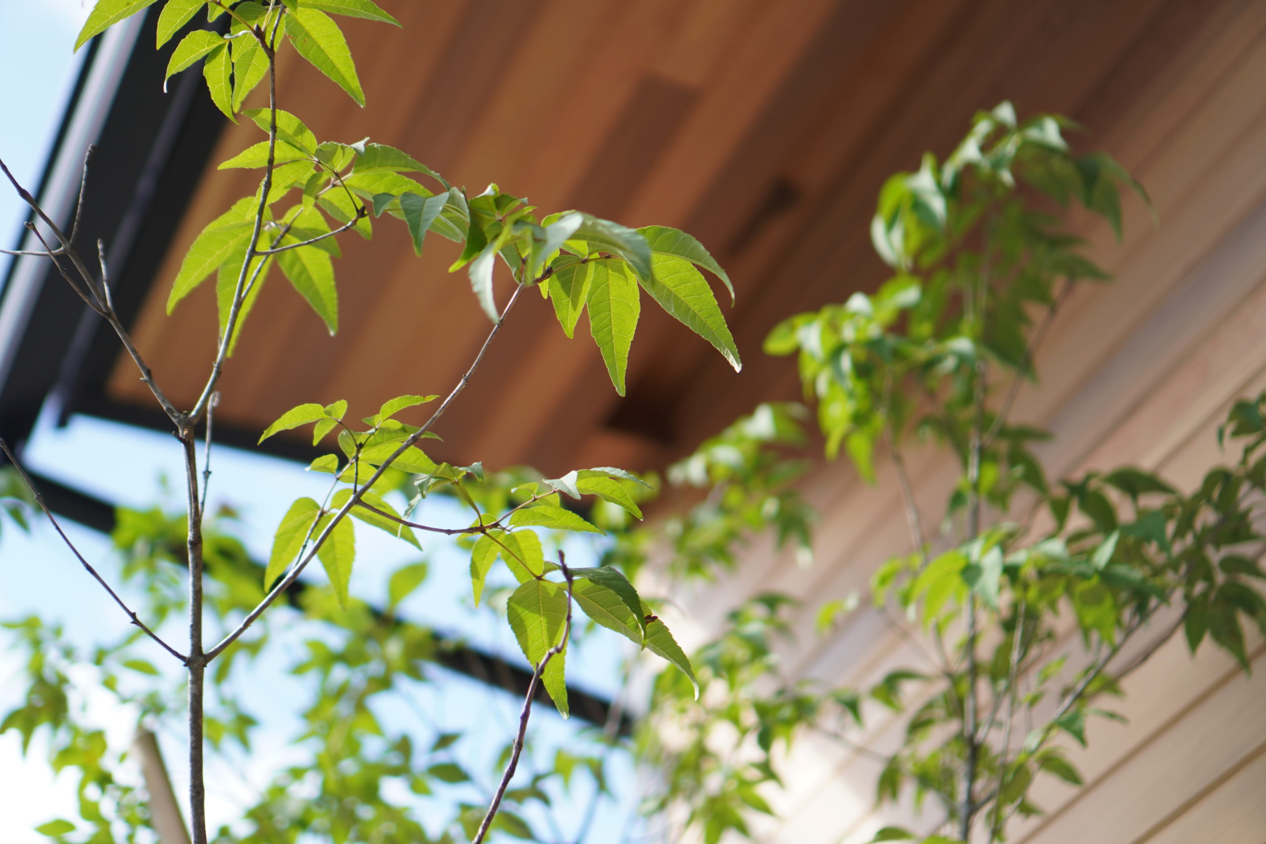 記憶に残る シンボルツリー 記念樹 を植えよう クライムカンパニー